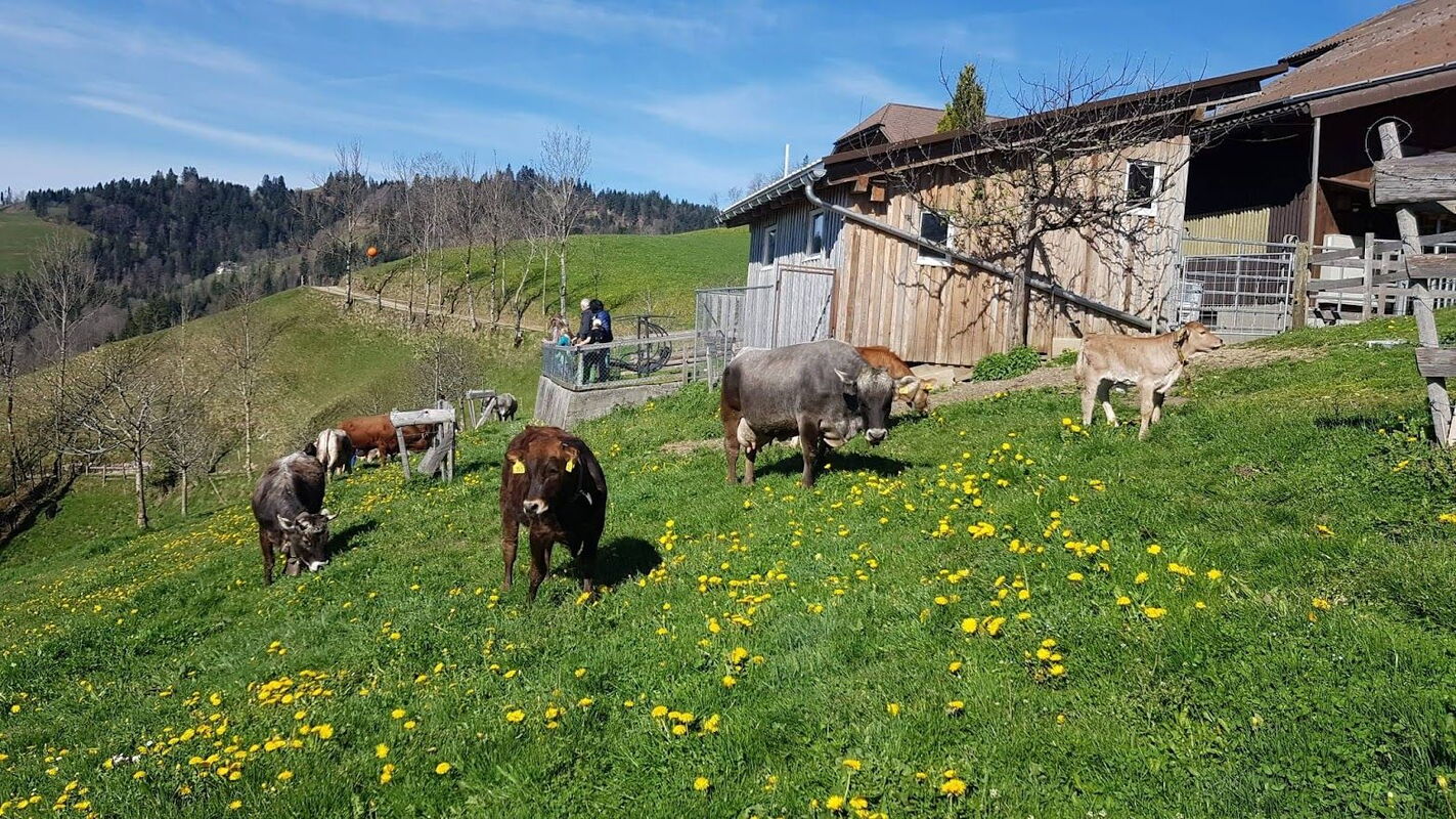Wanderwege führen durch typische Freiberger Landschaft, zum Teil führen Pfade über Weiden.