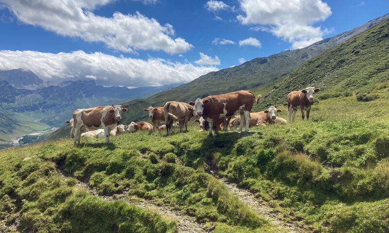 Mutterkuhherde von Familie Rindlisbacher auf der Alp