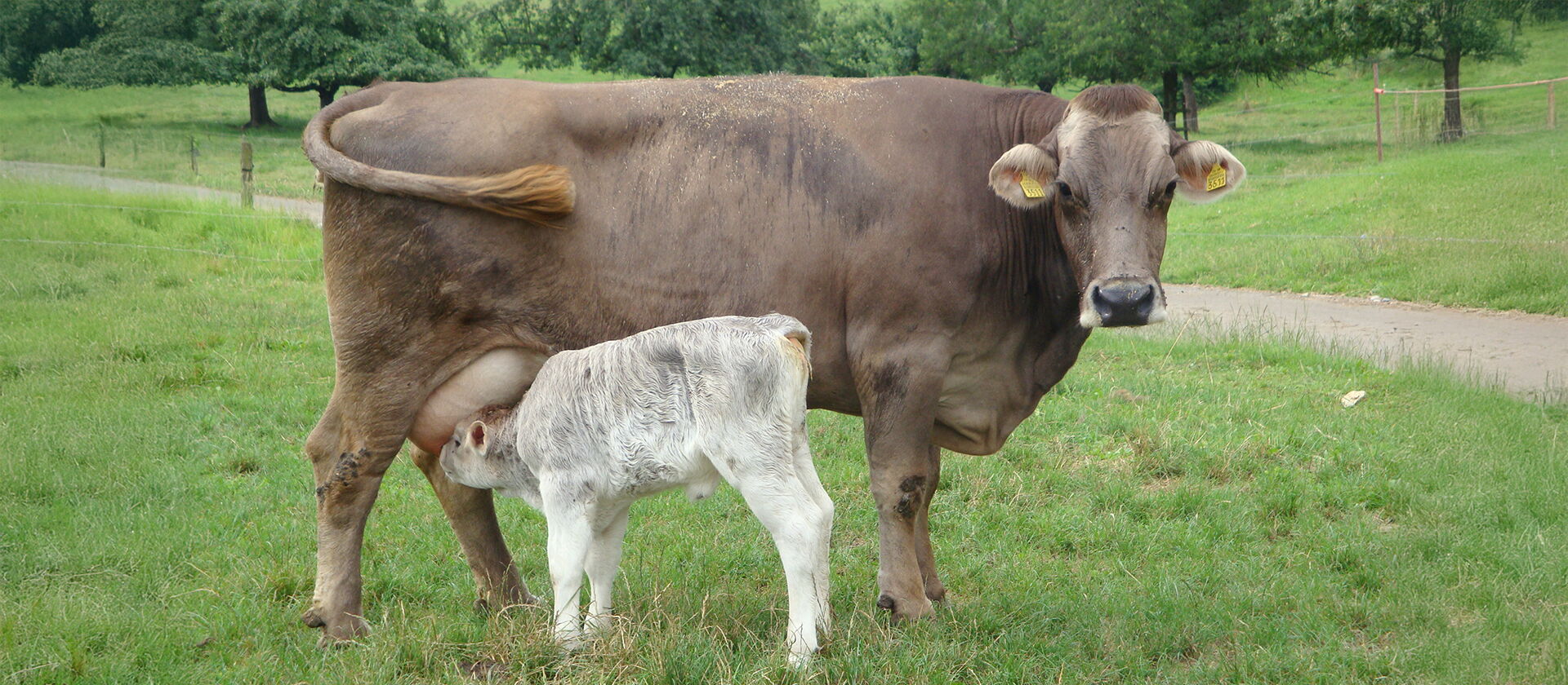 Braunvieh mit seinem Kalb