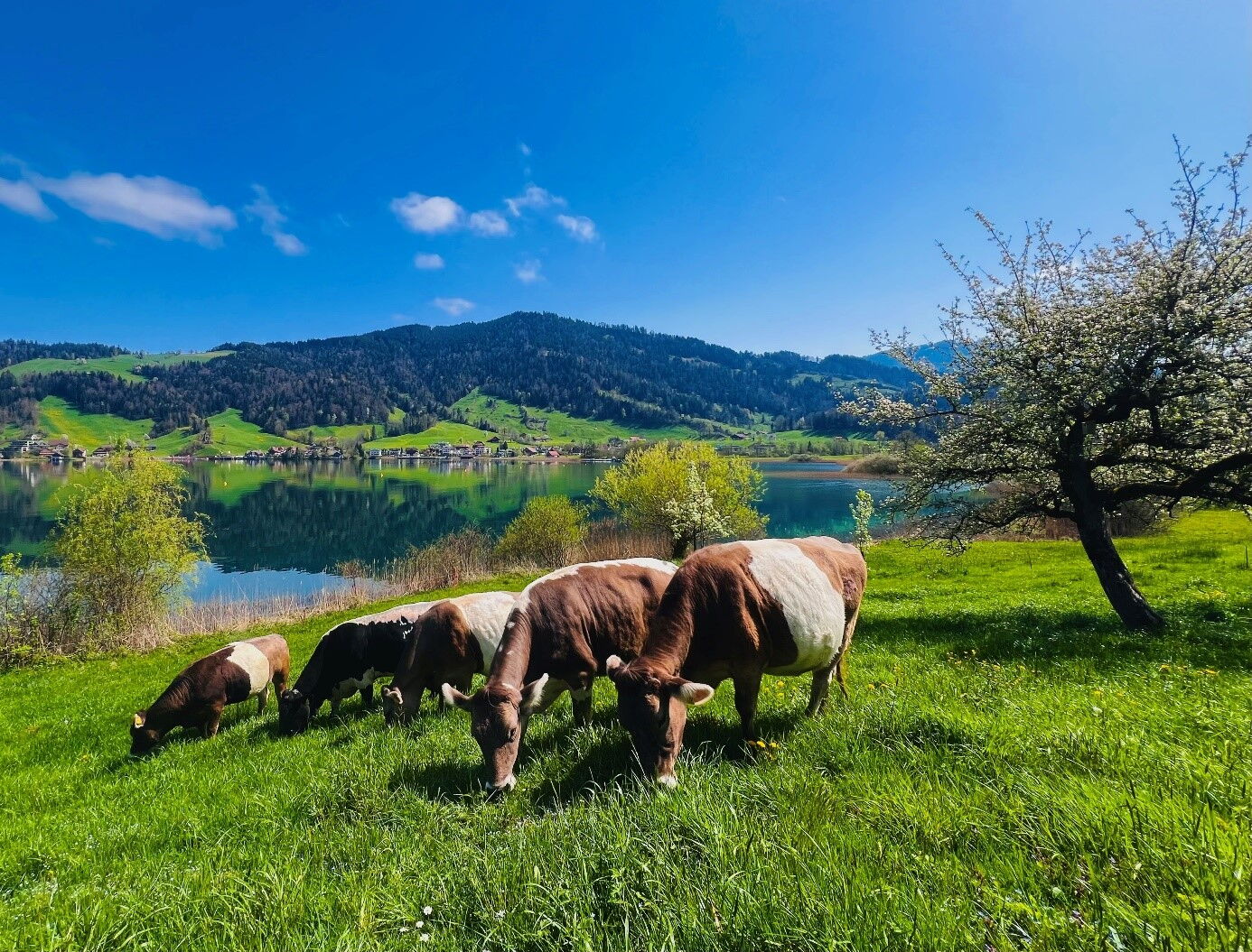 Gurtkühe und Blüem auf der Weide vor einem See.