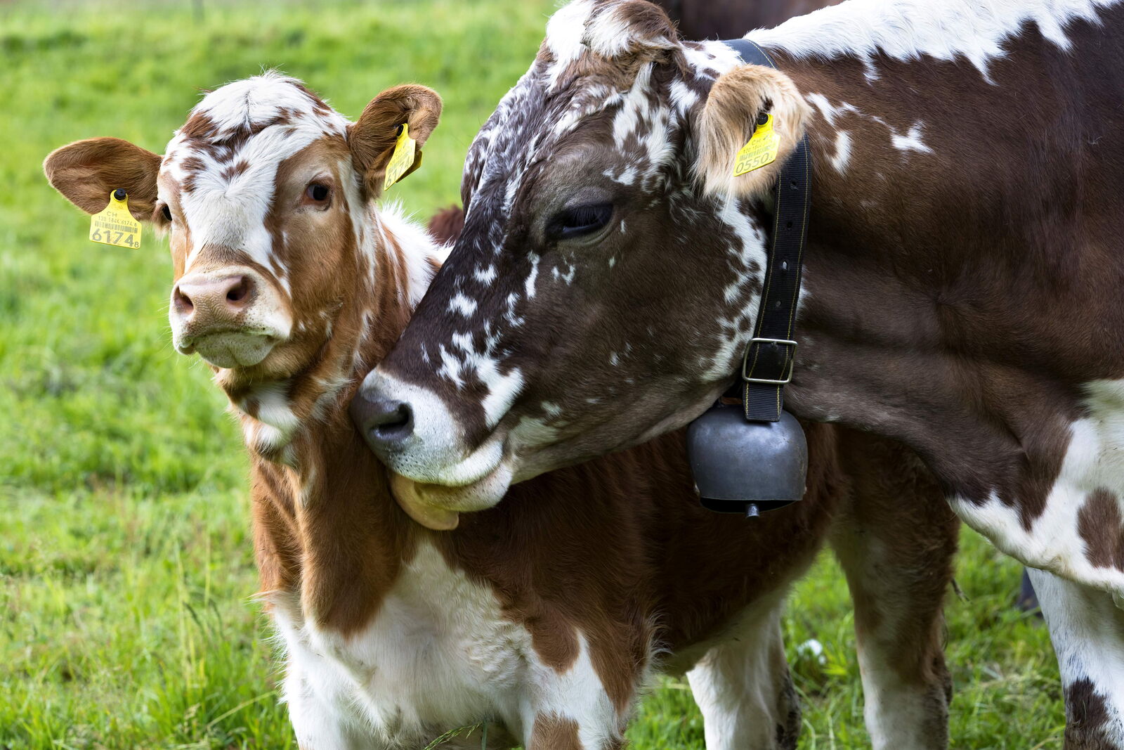 In der Natura-Beef-Produktion bleibt das Kalb rund 10 Monate bei der Mutter. | Foto: Markus Bolliger