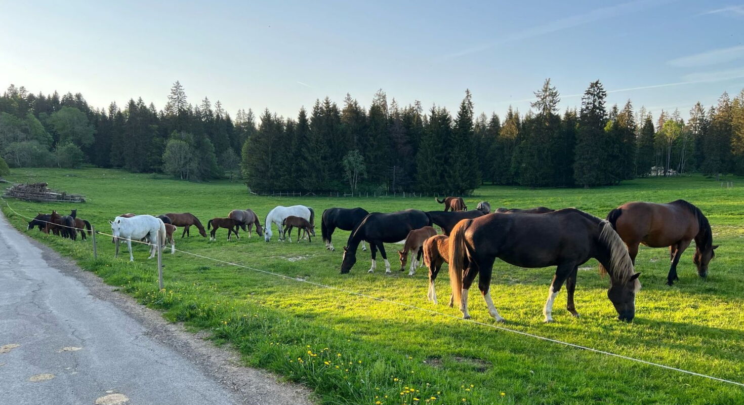 Troupeau de chevaux et de poulains dans un pâturage avec la forêt en arrière-planVache mère grise dans un pâturage allaitant son petit veau