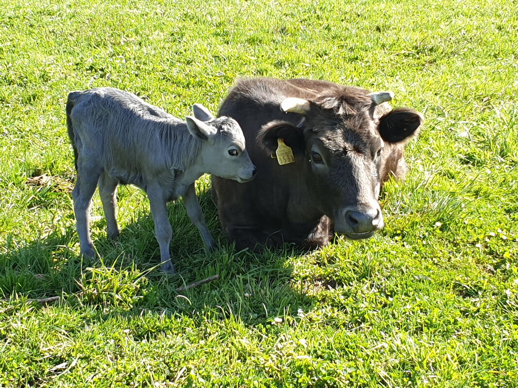 Graue Dahomey-Kuh liegt auf einer Wiese, kleines graues Kalb steht links neben ihr.