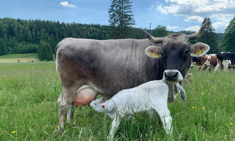 Une vache mère grise au pâturage allaite son petit veau