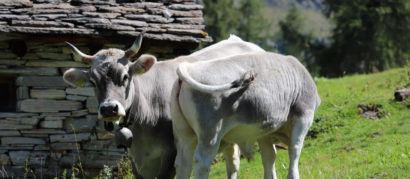 Gelbvieh in der Mutterkuhherde