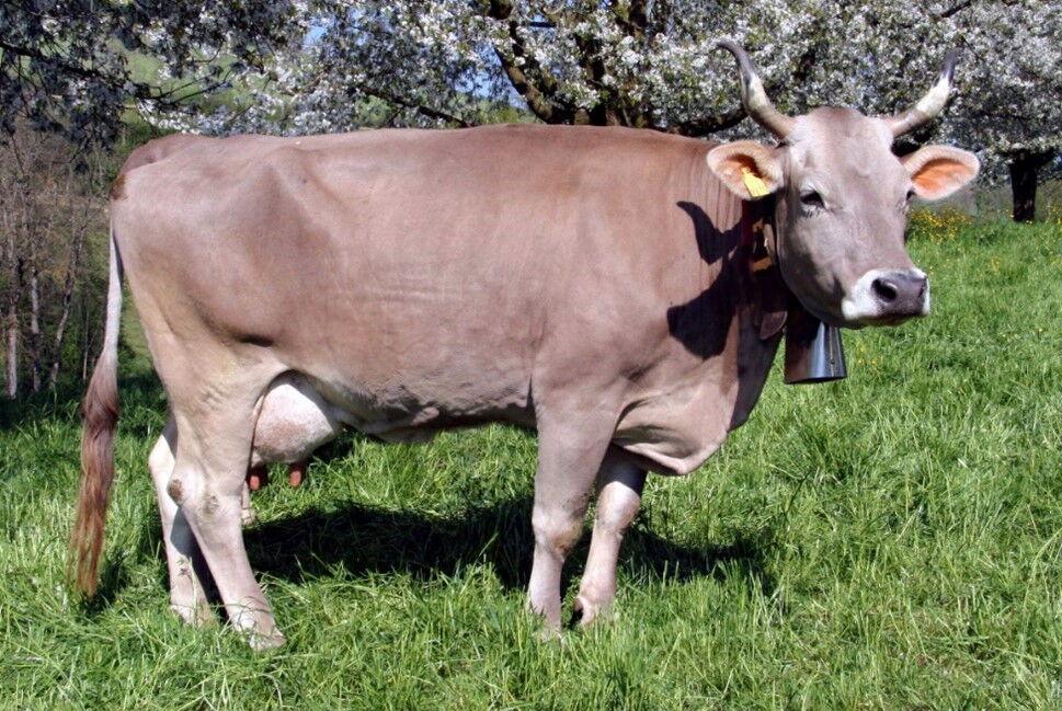 Braunvieh-Kuh behornt und mit Glocke auf Weide