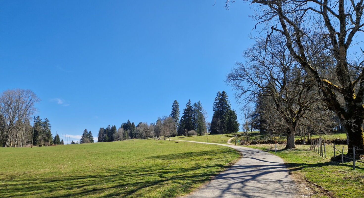 Des sentiers de randonnée traversent le paysage typique des Franches-Montagnes, parfois des chemins traversent des pâturages.
