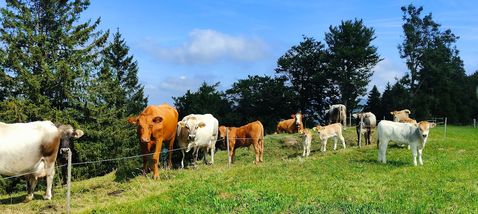 Vaches mères avec leurs veaux dans un pâturage sur une colline