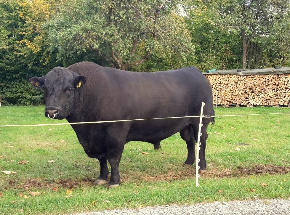 Un taureau Angus avec un anneau nasal derrière la clôture dans le pâturage