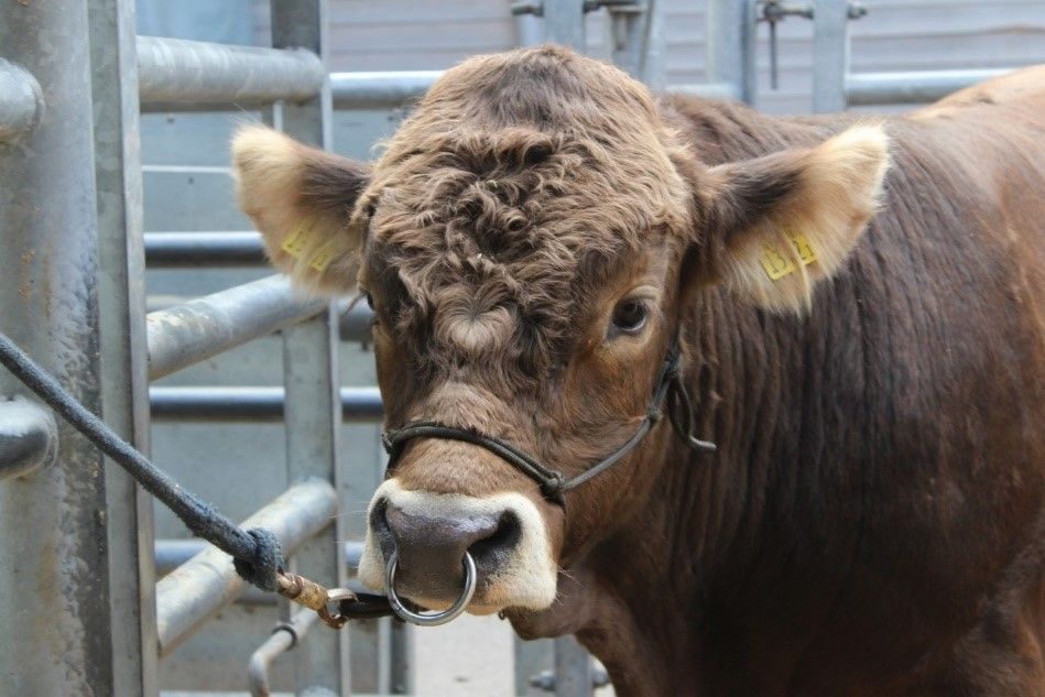Le taureau de la race brune est attaché au licol et regarde la caméra