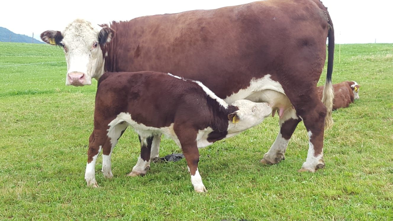 Un veau Hereford s'abreuve au pis de sa mère au pâturage