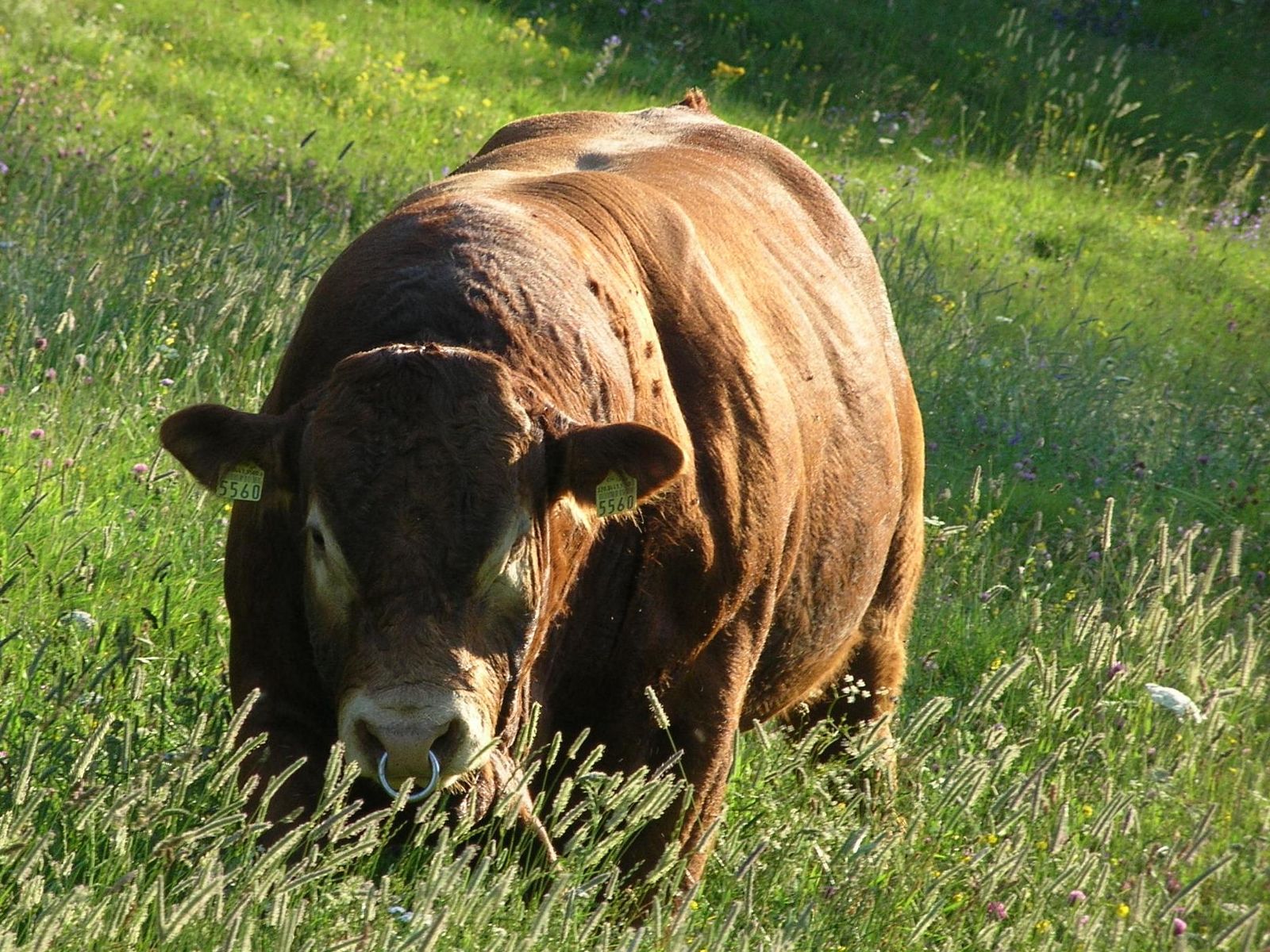 Taureau limousin au pâturage