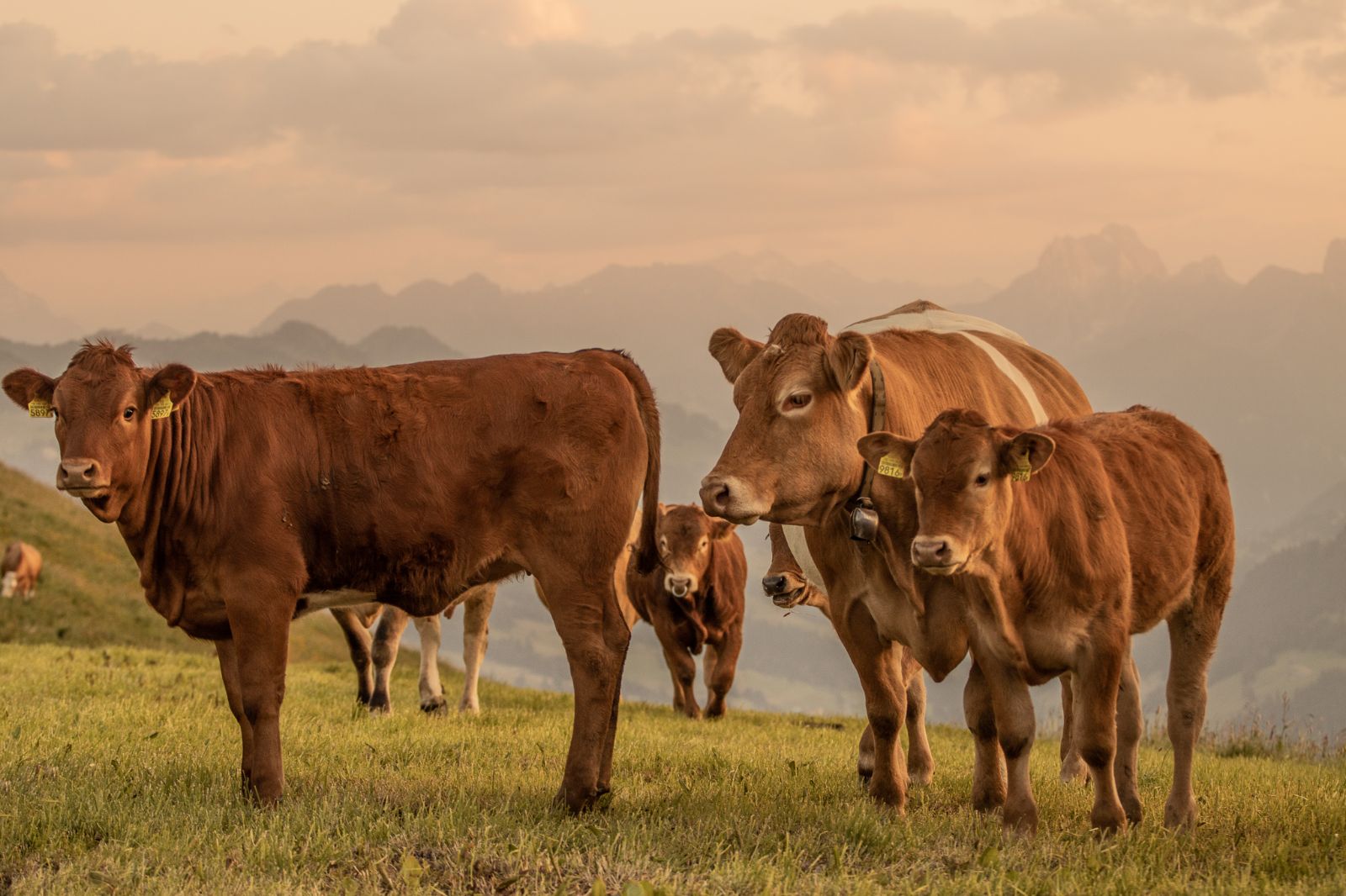 Vache mère, veau, taureau et bœuf dans un pâturage, à l'arrière-plan, ambiance du soir avec des montagnes.