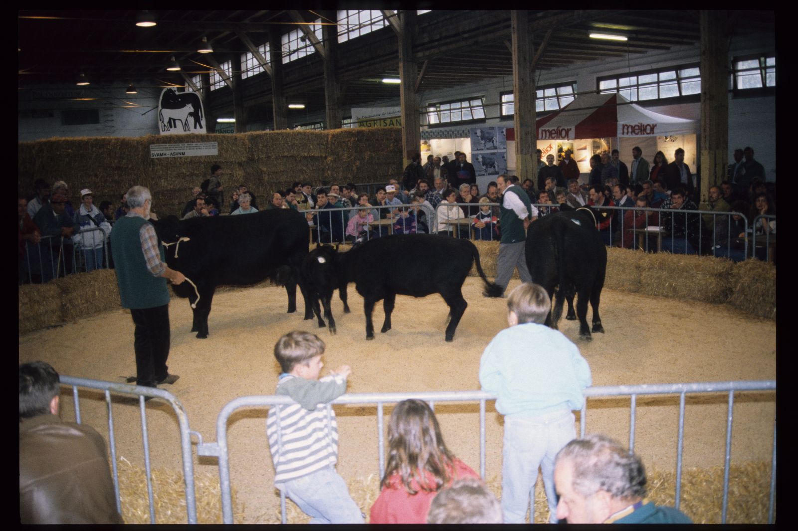Des vaches et des veaux sont présentés dans le ring. Le ring est délimité par des bottes de paille et des barrières.