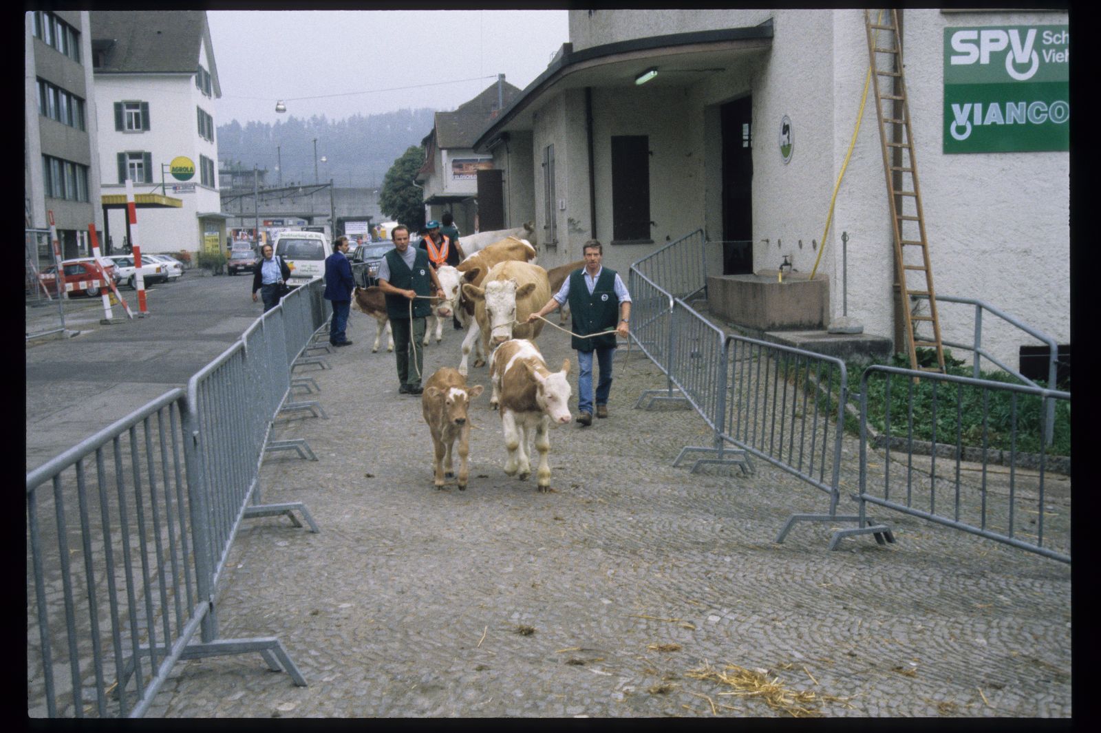Des vaches Simmental sont conduites avec licol et corde à travers une allée de barrières au milieu de Windisch, deux veaux marchent devant.
