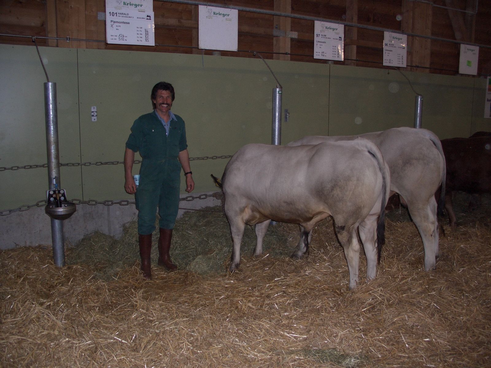 Jon Paul Thom en tenue de travail dans l'étable à côté de deux taureaux attachés