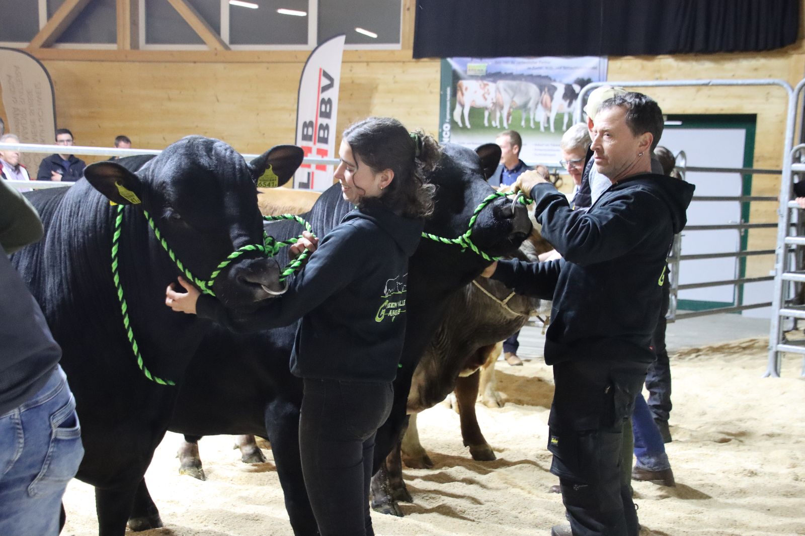 Padre e figlia presentano due tori Angus affiancati sul ring