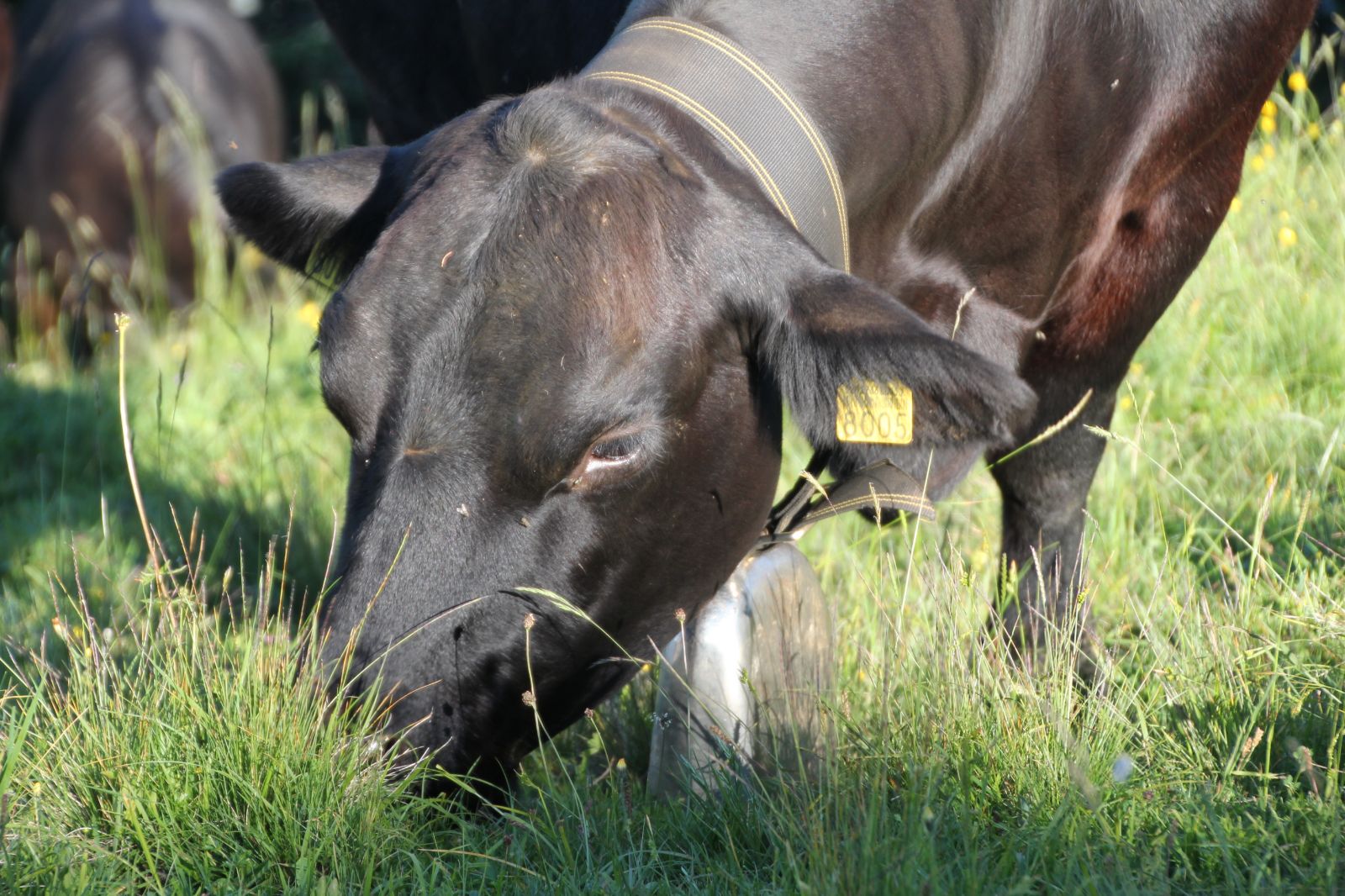 La viande issue de l’élevage allaitant suisse est produite à base d’herbe, qui n’a poussé qu’avec de l’eau de pluie ; une production adaptée au climat suisse et préservant les ressources naturelles.