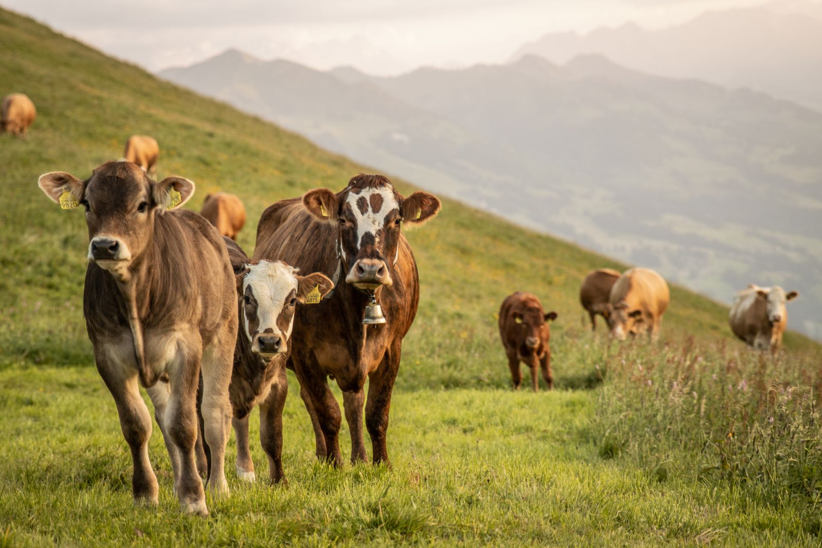 Pour protéger l’environnement et le climat, il est impératif d’être attentif au type de viande que l’on consomme. Avec Natura-Beef, vous êtes sûr de faire le bon choix.