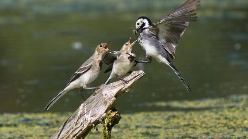 White wagtail feeds two young birds