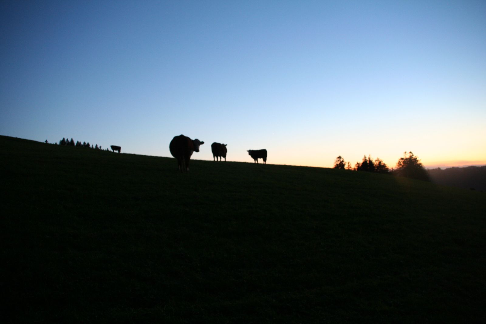 La fraîcheur nocturne convient bien aux vaches. En outre, il y a beaucoup moins de mouches et d’autres insectes gênants la nuit que durant les chaudes journées d’été.