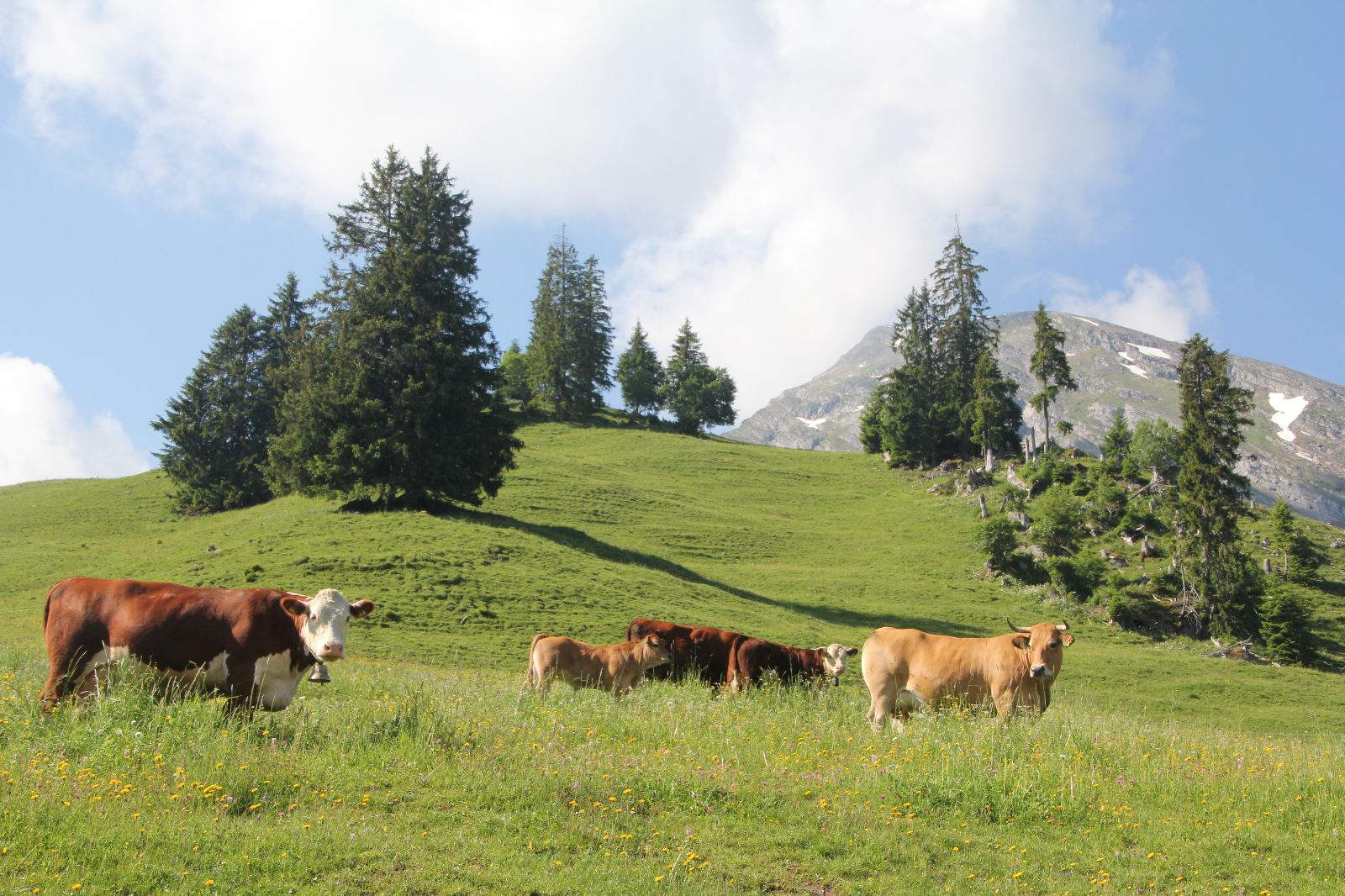 Des vaches mères et des veaux au pâturage aux alpes