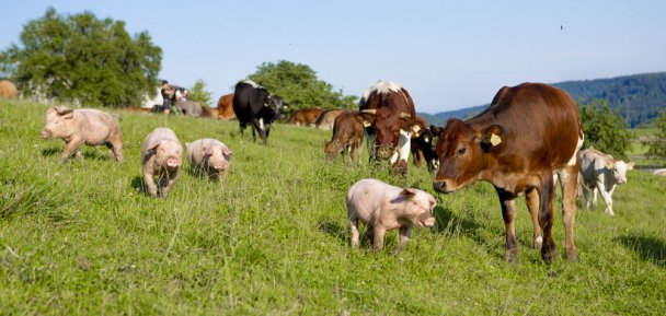 Schweine, Rinder, Kälber und Mutterkühe zusammen auf einer Weide.