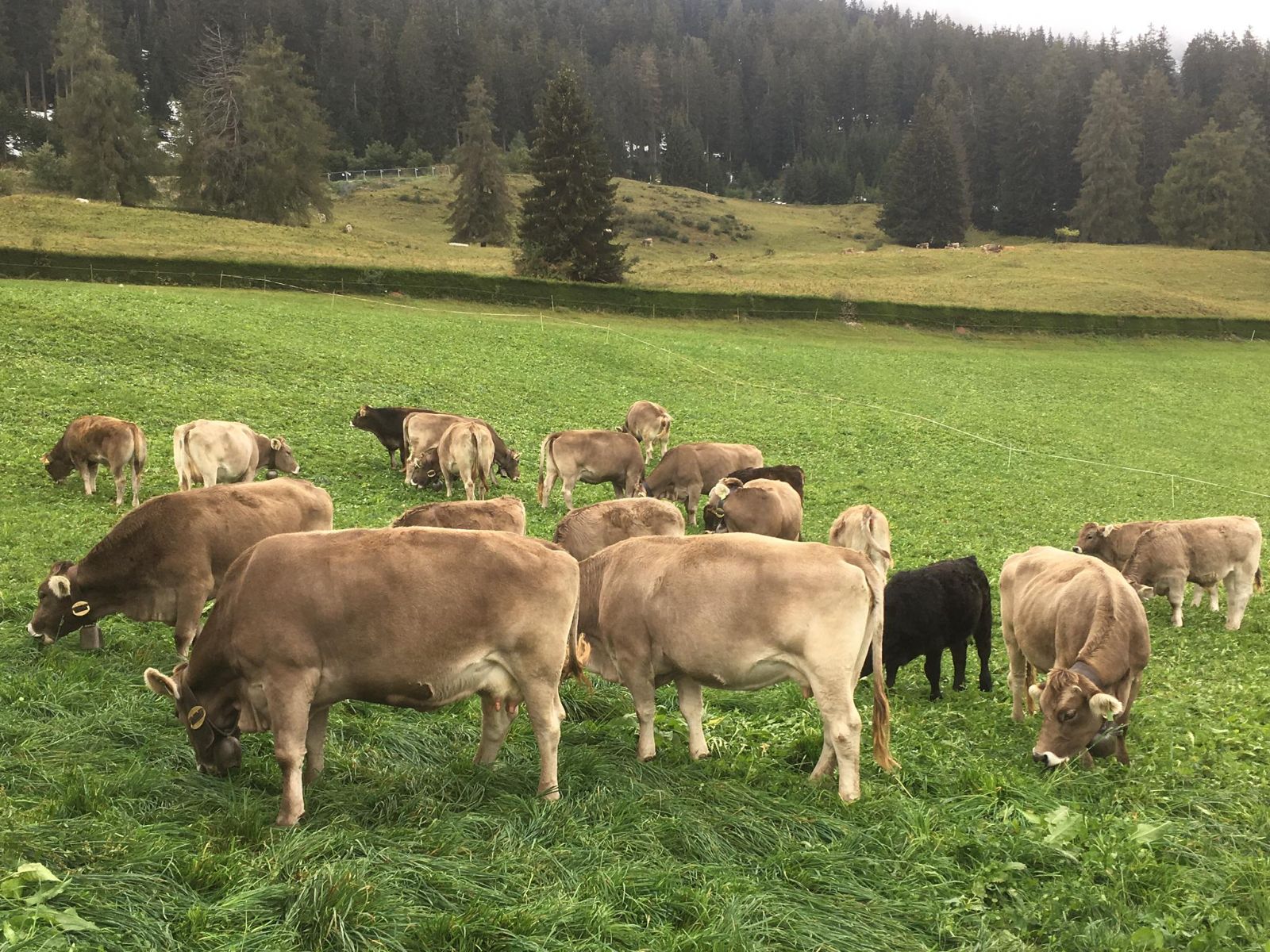 La mandria di Hansandrea Marugg al pascolo sull’alpe.