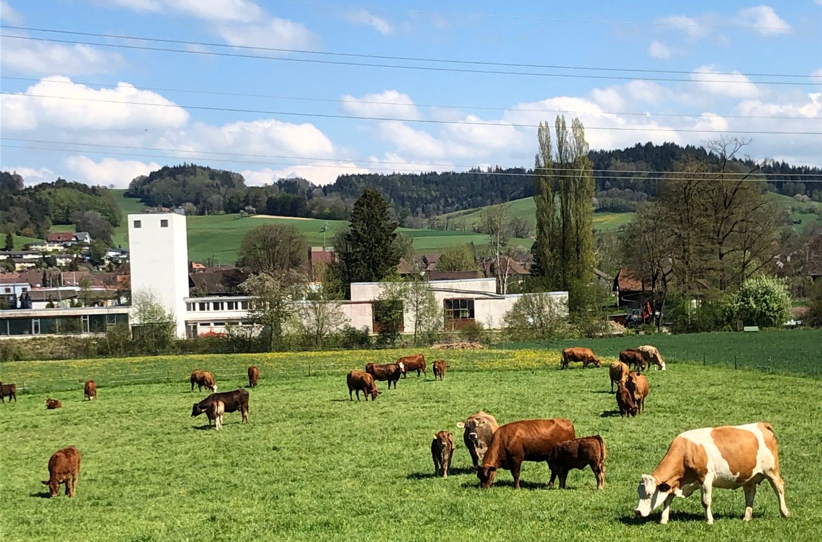 Vacche nutrici con vitelli al pascolo in un'area residenziale