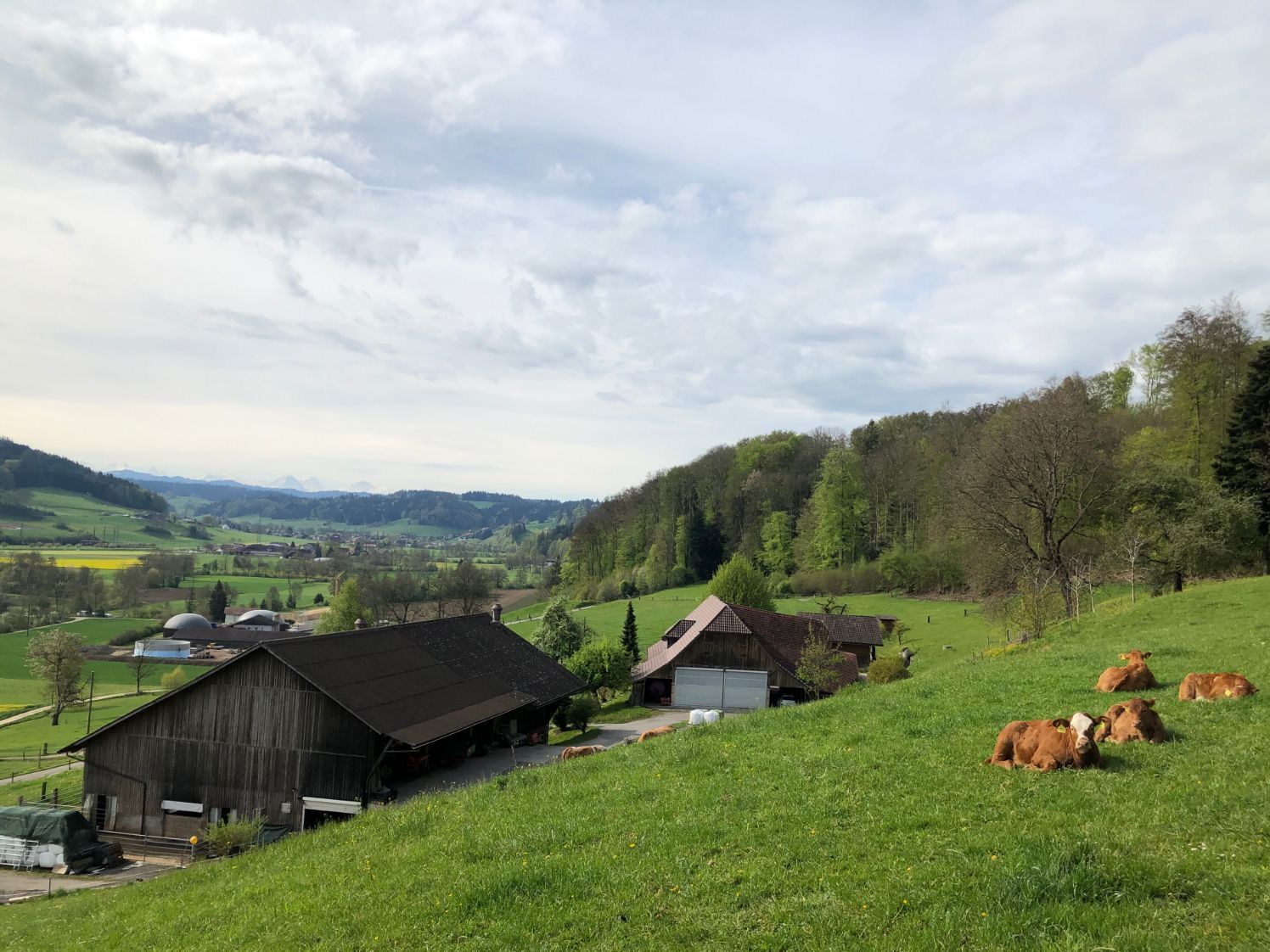 Vacche nutrici con vitelli al pascolo