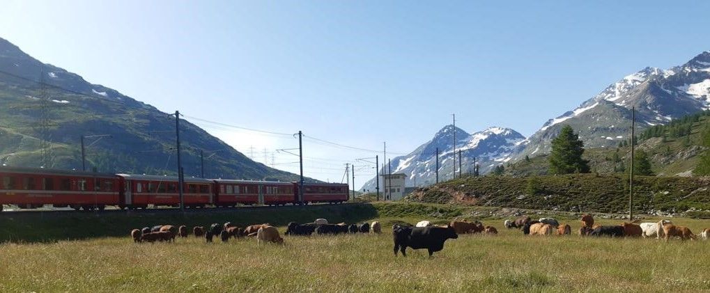 Chemin de fer, routes, lignes électriques, sentiers de randonnée, pâturages pour vaches, etc., différents intérêts se disputent l'espace sur le col de la Bernina.