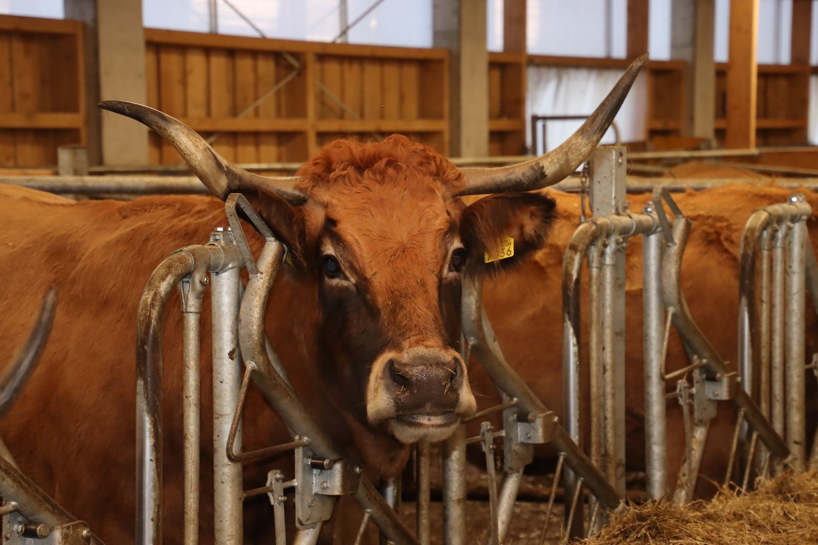 Mutterkühe mit Kälbern auf Alpweide