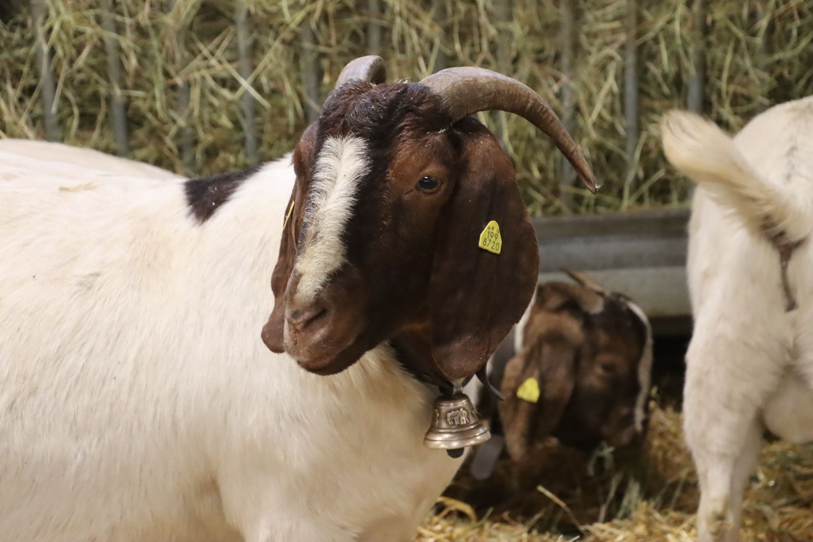 Mutterkühe mit Kälbern auf Alpweide