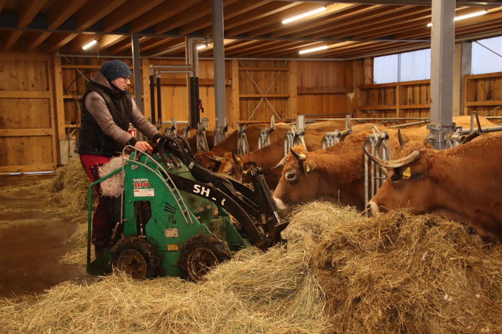 Mutterkühe mit Kälbern auf Alpweide