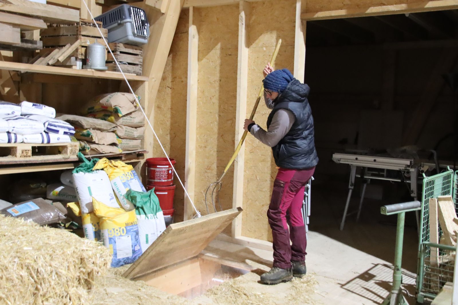 Mutterkühe mit Kälbern auf Alpweide