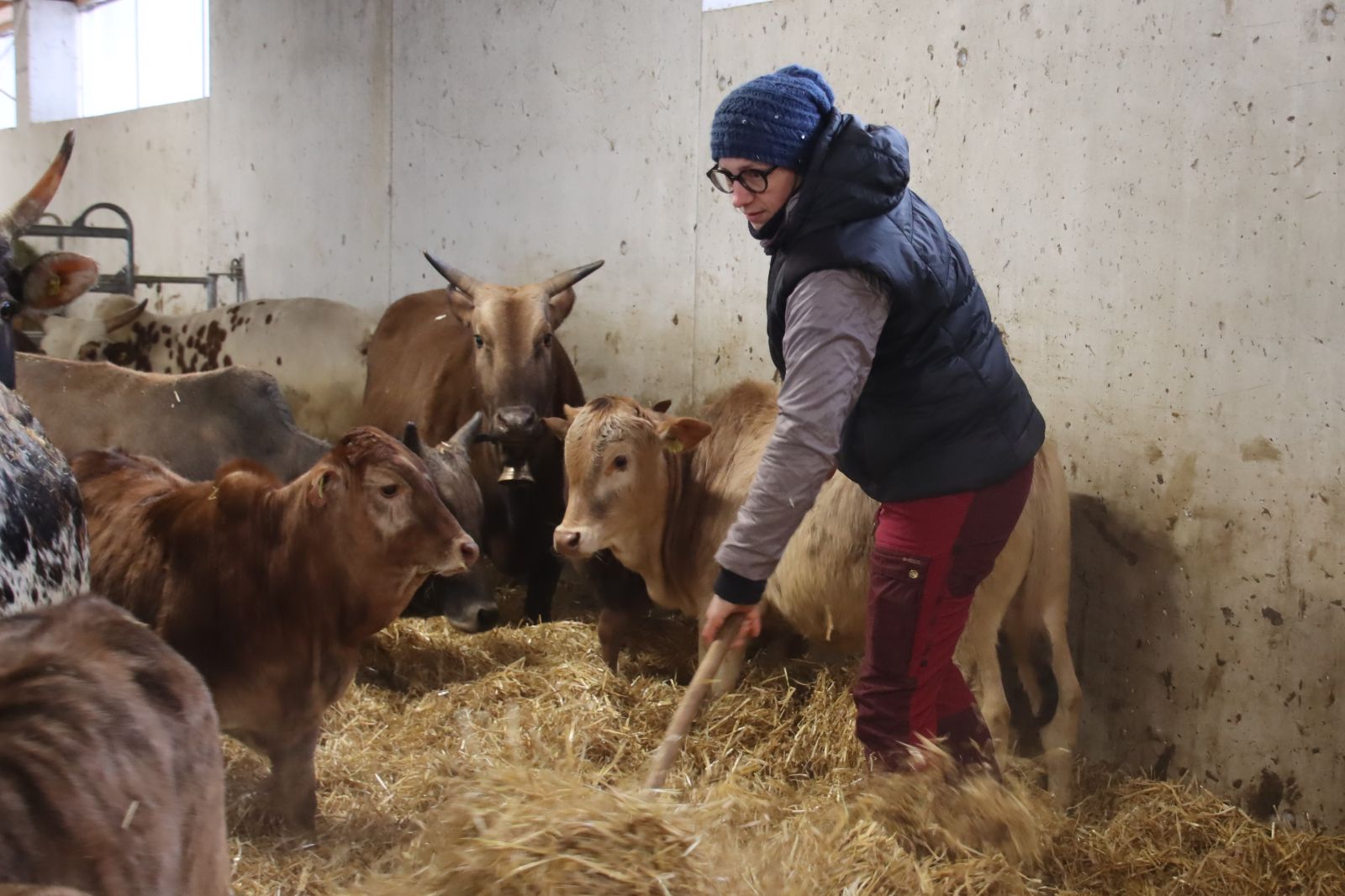 Simmentaler und Charolais Mutterkühe mit Kälbern auf Weide unter Obstbaum