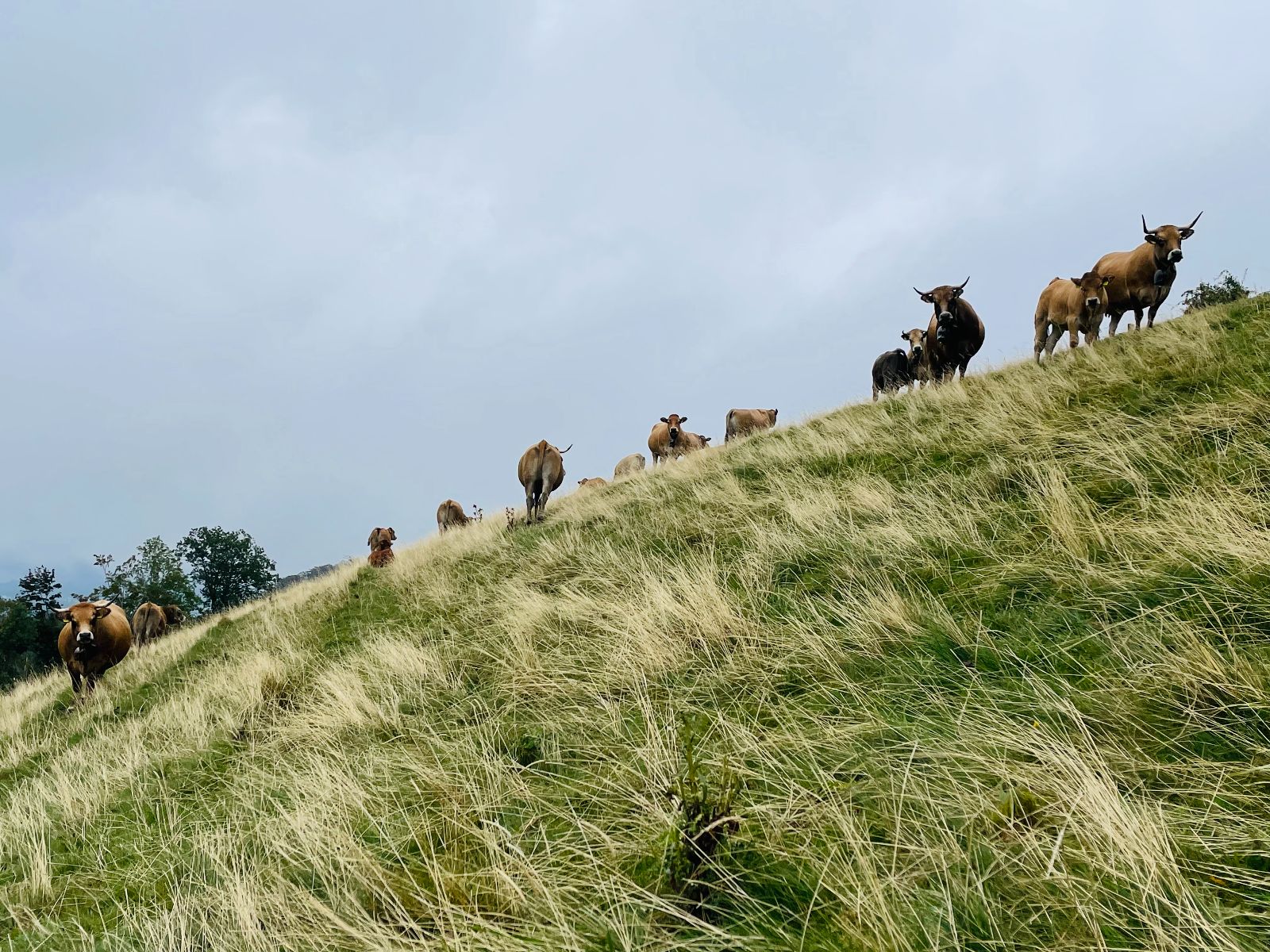 Le Natura-Beef-Bio pousse là où rien d'autre ne peut être cultivé et contribue à l'approvisionnement de la population suisse en denrées alimentaires saines et indigènes.
