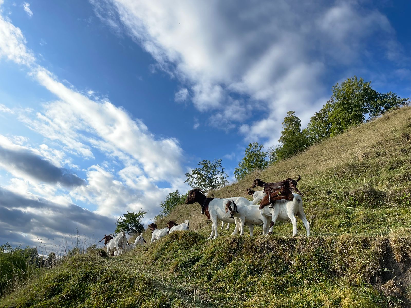 Les chèvres Boer de Rebekka augmentent la biodiversité de l'exploitation et aident à l'entretien du paysage en limitant l’embroussaillement.