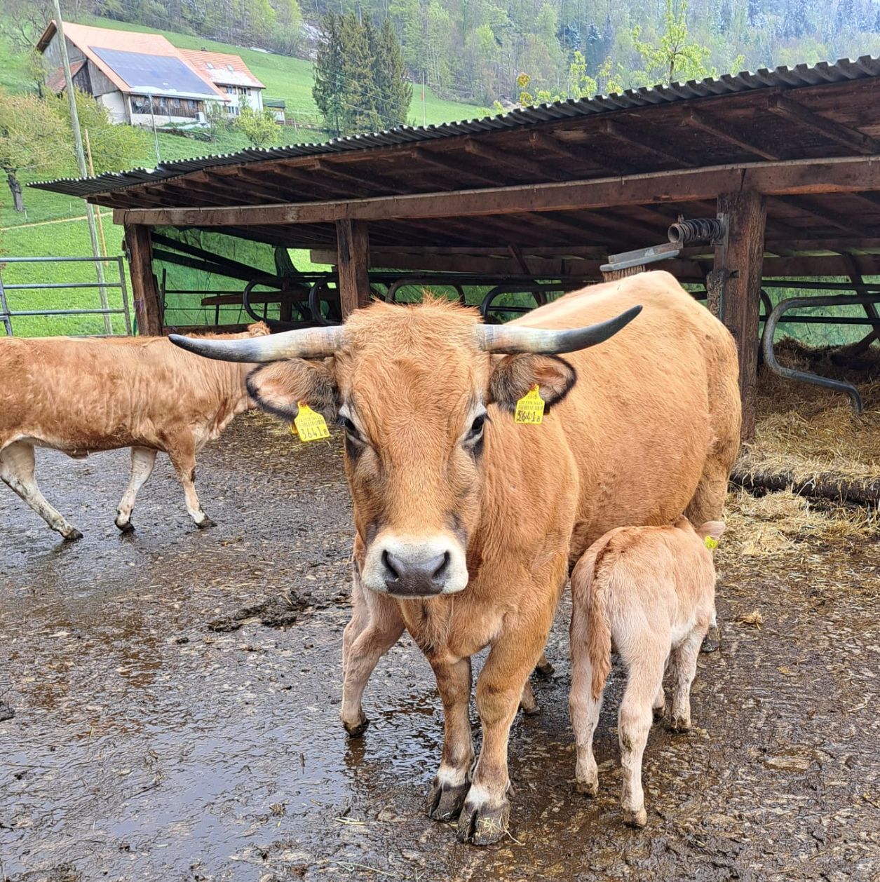 Die Rasse Aubrac mit ihren schönen Augen und den ausladenden Hörnern haben es den Familien Strub und Hengartner angetan.