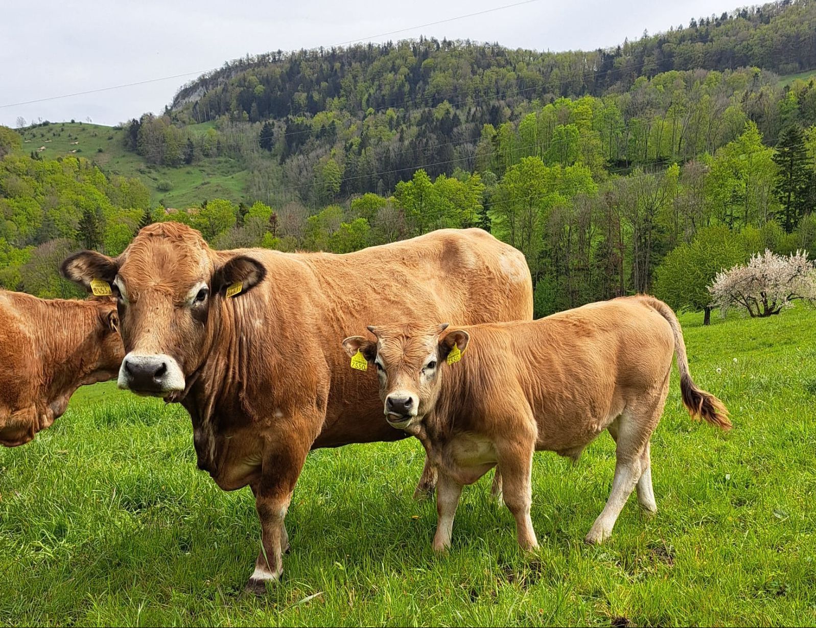 La mise au pâturage quotidienne des veaux et des vaches mères est une évidence dans la production selon les directives Natura-Beef-Bio.