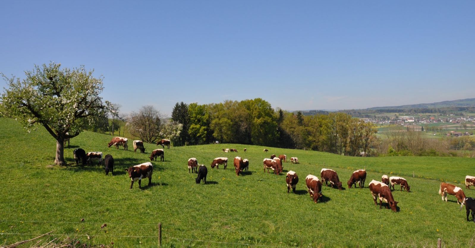 La mandria della famiglia Probst è tutta di razza Pinzgauer. Il caratteristico mantello di questi bovini, con i suoi bei colori contrastati, non manca mai di piacere molto ai visitatori.
