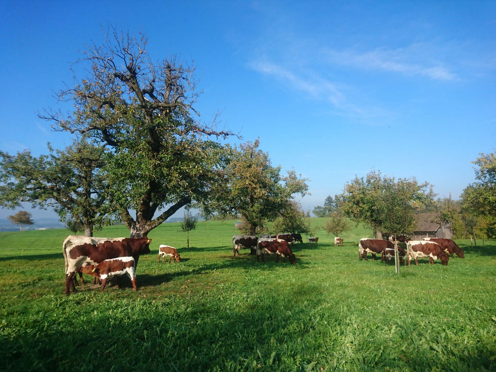 Prati rigogliosi punteggiati dall’ombra di alberi da frutta ad alto fusto: una situazione ideale per il pascolo delle vacche madri con i loro vitelli.