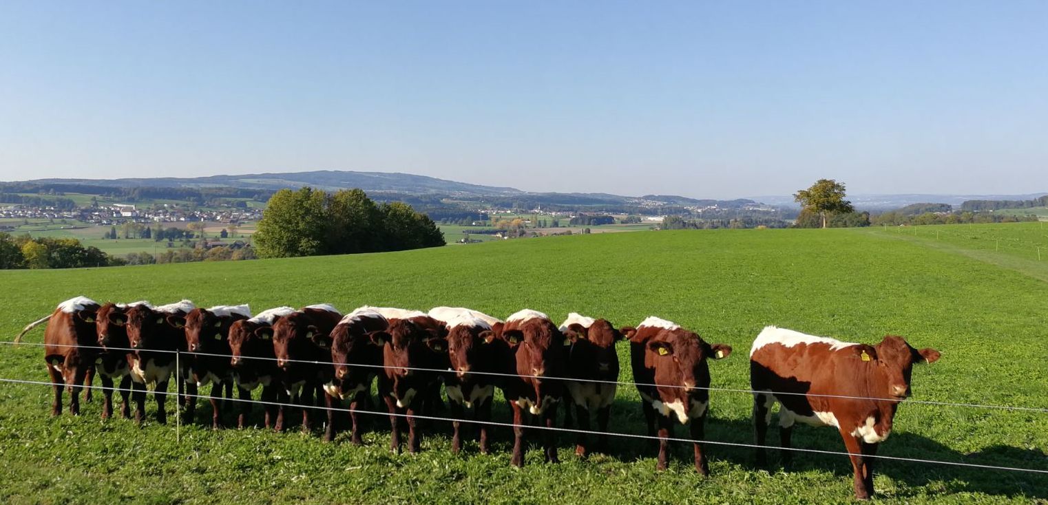 La famiglia Probst accoglie con piacere chi vuole visitare la sua azienda agricola – e anche i manzi sono molti contenti, perché sono proprio dei gran curiosoni!